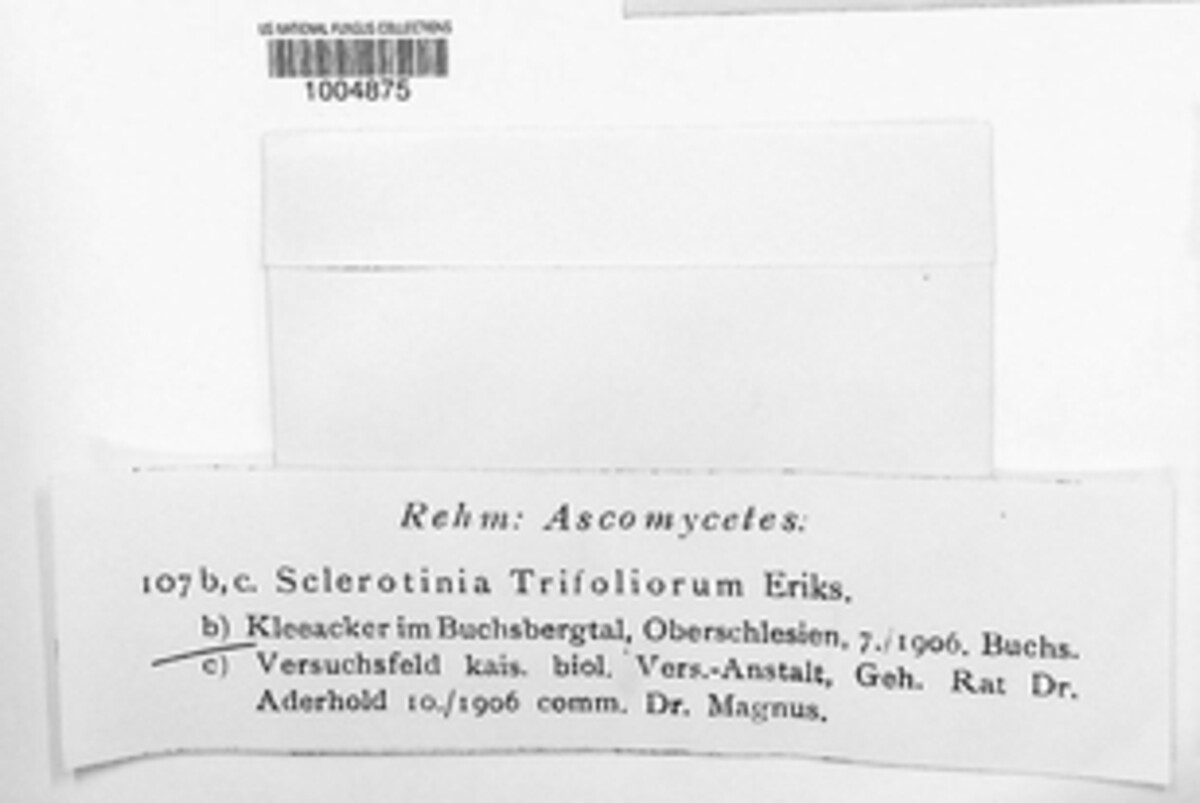 Sclerotinia trifoliorum image